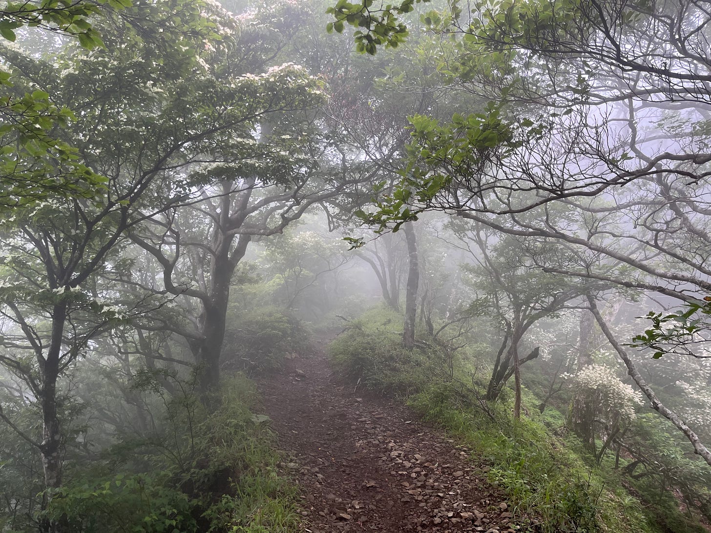 a path leading through a forest with a layer of mist