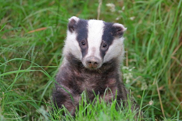 Badger pops its head out of the sett - Mating in European Badgers - © Paul Saunders