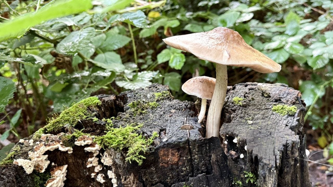 Fungi growing from a rotting tree stump