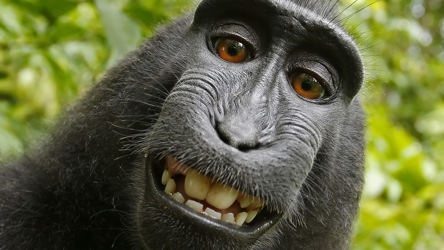 Court ruling ends 'monkey selfie' battle