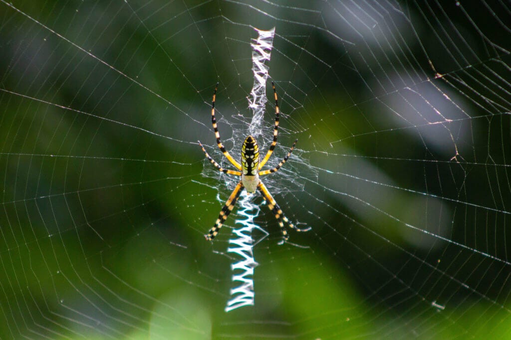 The Masters of Web Design - Bok Tower Gardens