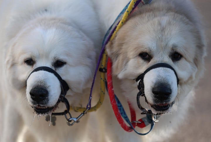 La competencia se desarrolla durante tres días y el mejor ejemplar se corona el domingo. Foto: EFE/EPA/NEIL HALL