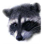 tim rourke's avatar