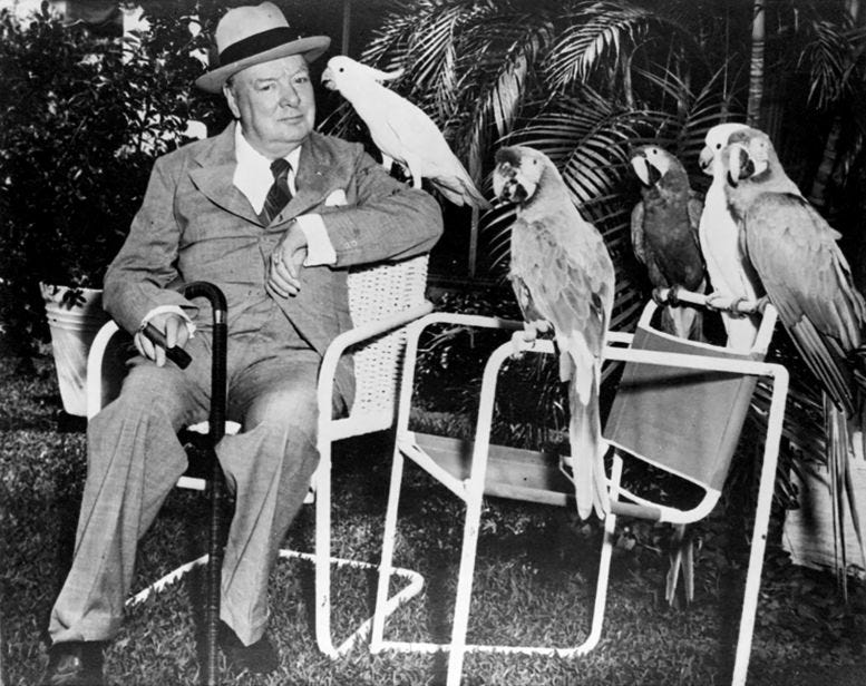 Winston Churchill holding a Cockatoo in the side yard of the Clarke residence on February 28, 1946. Courtesy of Florida State Archives.