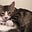 Taken tugboat's avatar