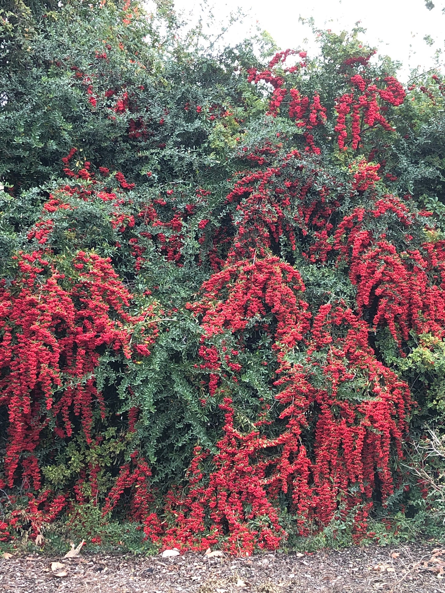 A toyon bush with cascading red berries.