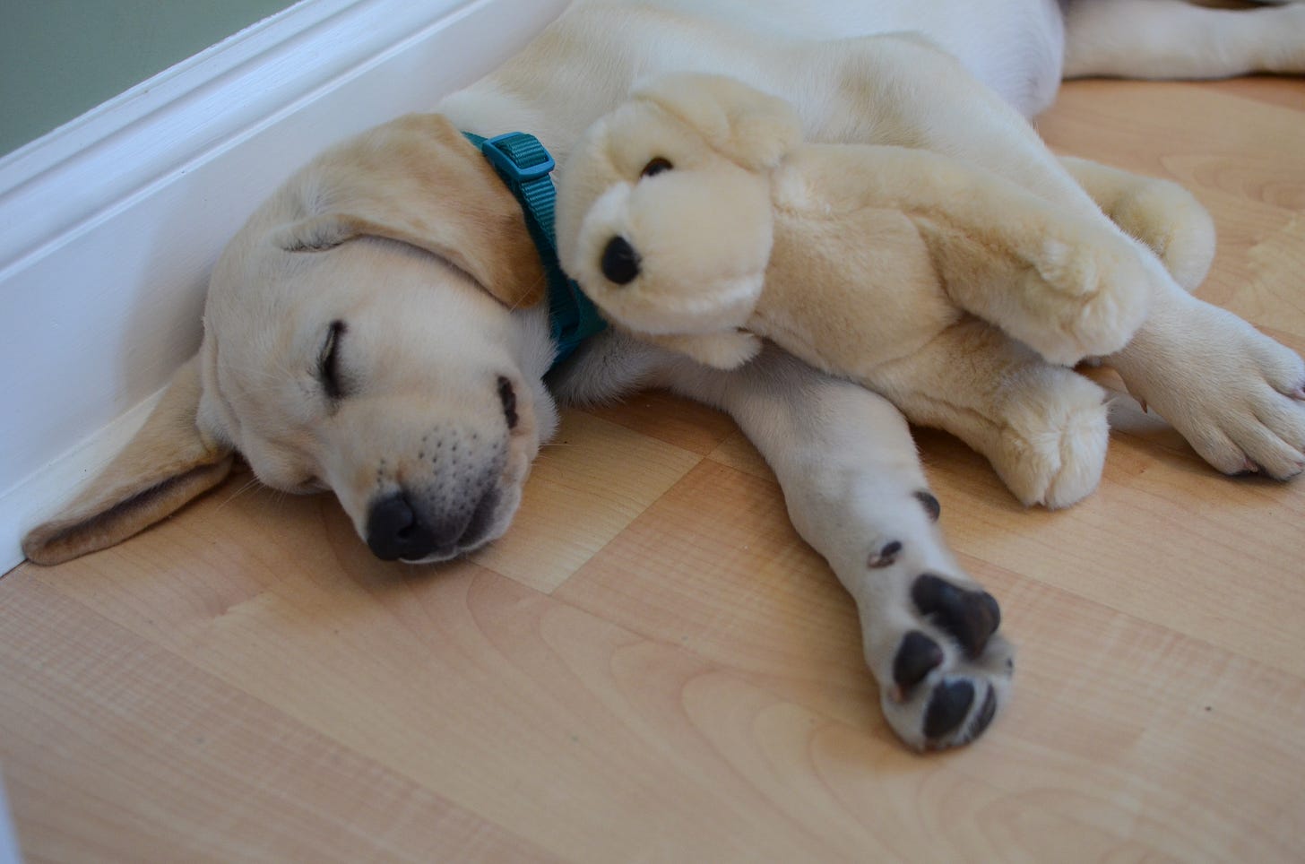 A Labrador retriever puppy sleeps on the floor with a stuffed dog that looks like her. 