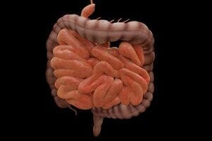 Intestine Biology Science Bowels Research Medicine