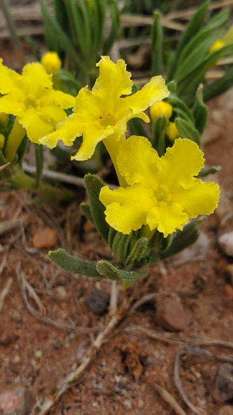 A gallery of six photos of wildflowers. All the flowers are small and grow close to the ground. There is a mix of yellow, pink, purple, and white flowers. The ground beneath them is a reddish clay/dusty soil.