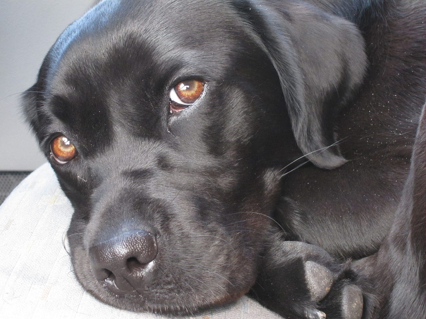 A black labrador
