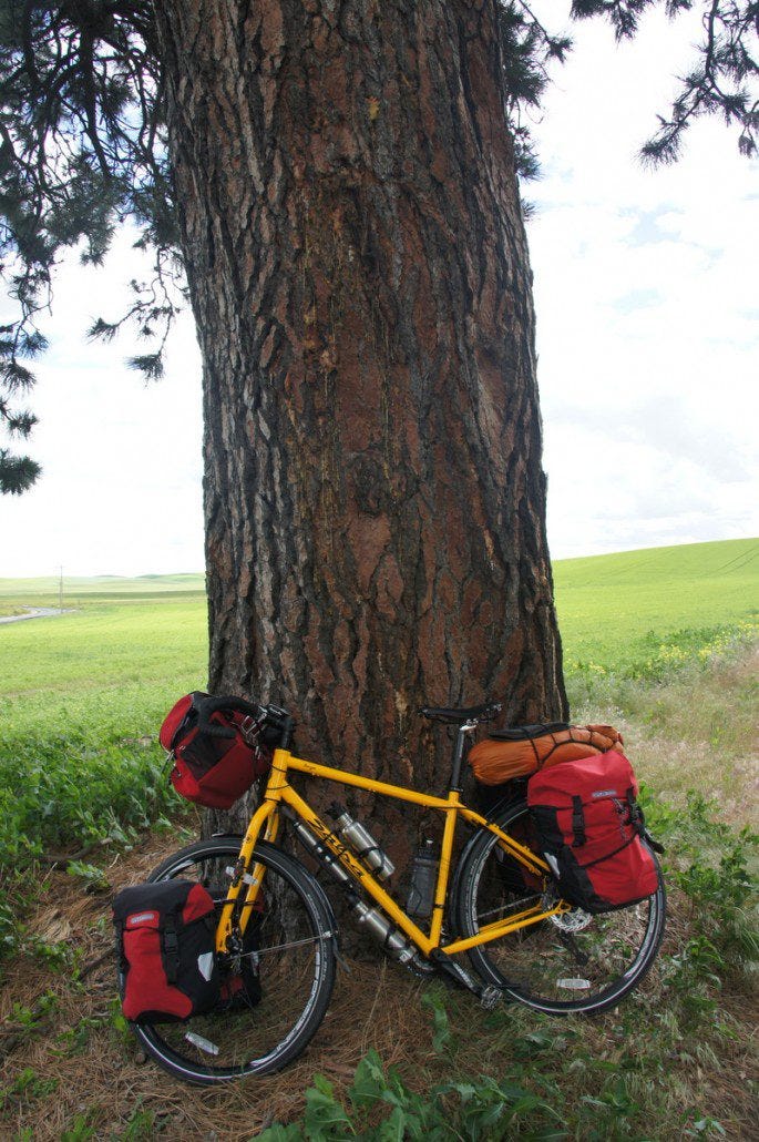 Salsa on a tree