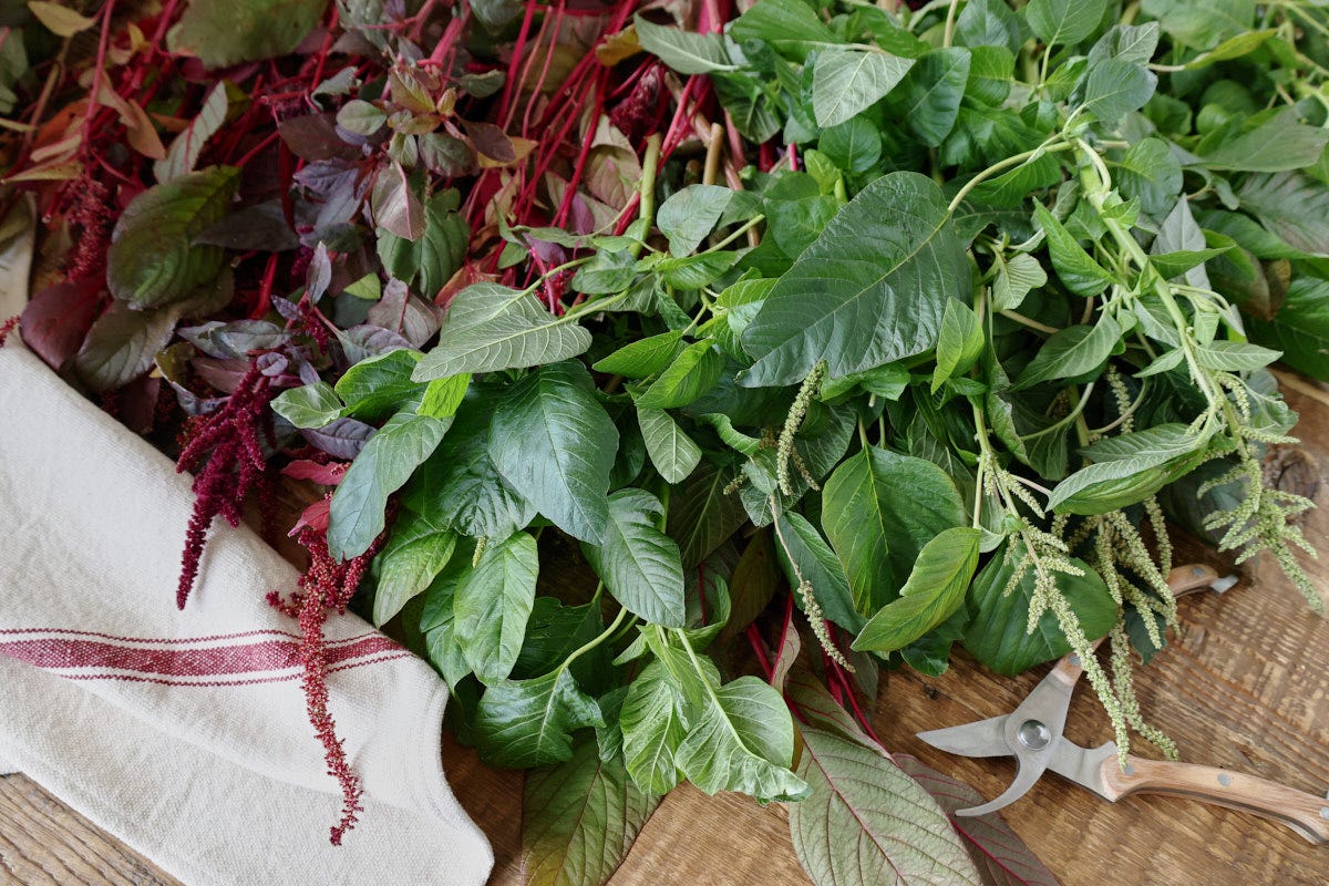 amaranth leaves, flowers, a kitchen towel, and pruning shears amaranth leaves, flowers, a kitchen towel, and pruning shears