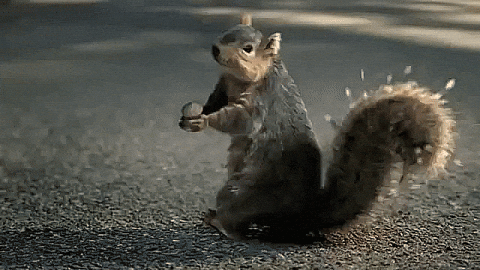 A gif of a squirrel.