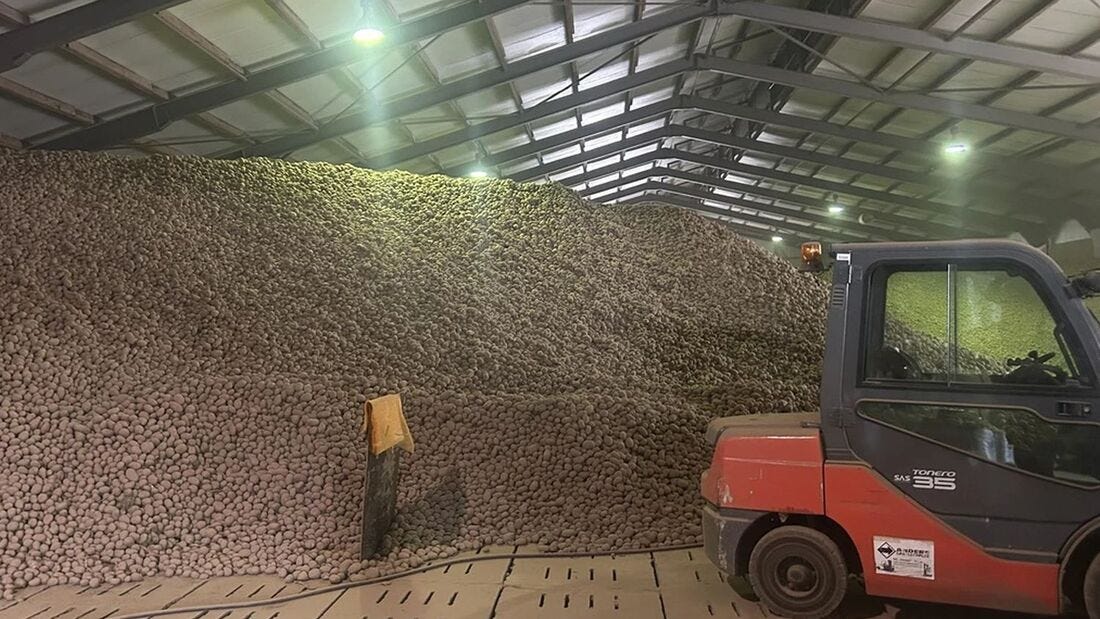 Die Kartoffeln lagern bei Osterland Agrar