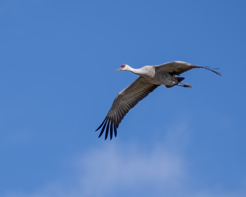 20250128-Willcox-18-Edit.jpg 20250128-Willcox-18-Edit.jpg