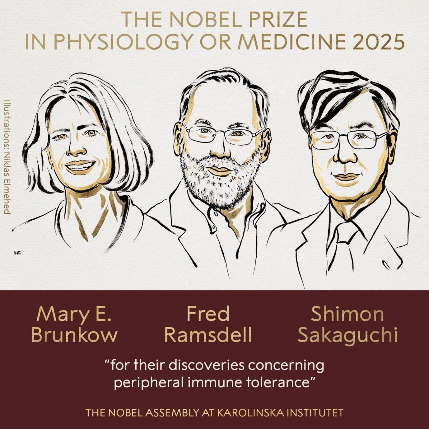 What are regulatory T cells? An explainer of the 2025 Nobel Prize in  Medicine | Engineering Biology in Cambridge