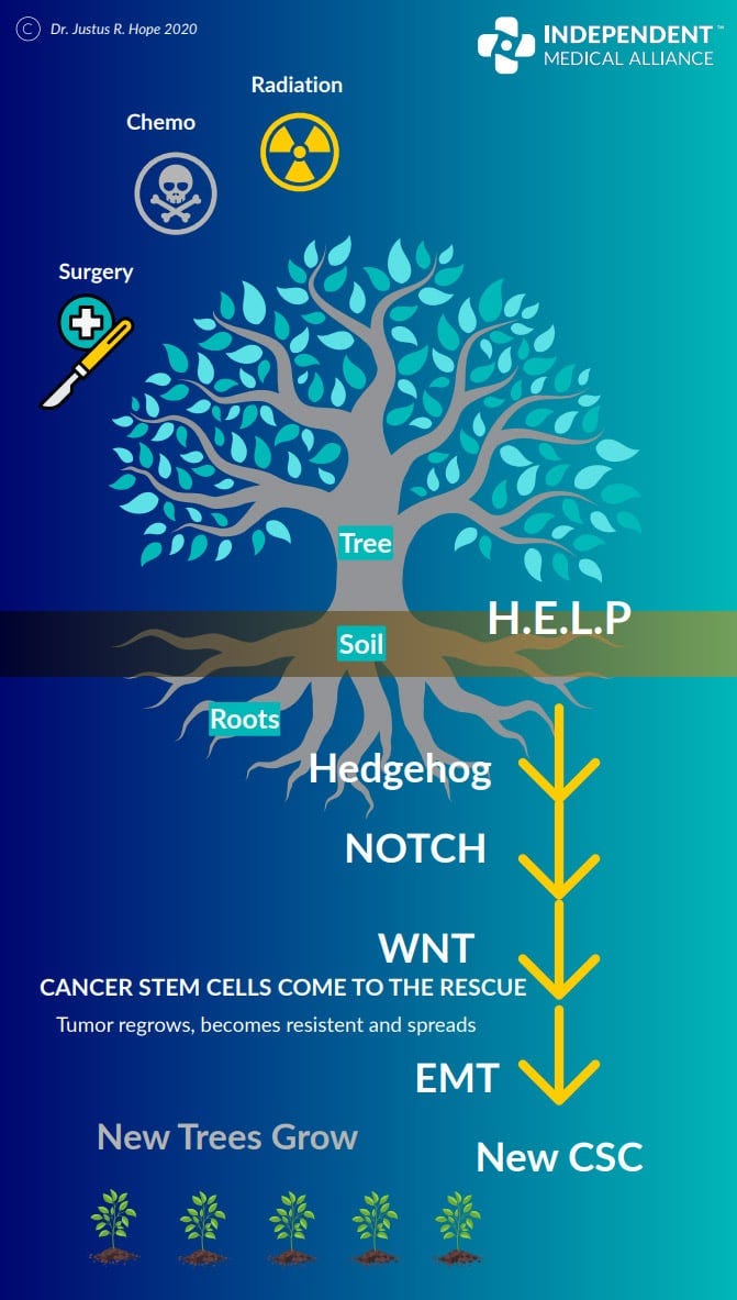 cancer stem cell tree infographic