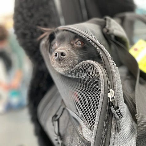 a chihuahua is featured in many photos