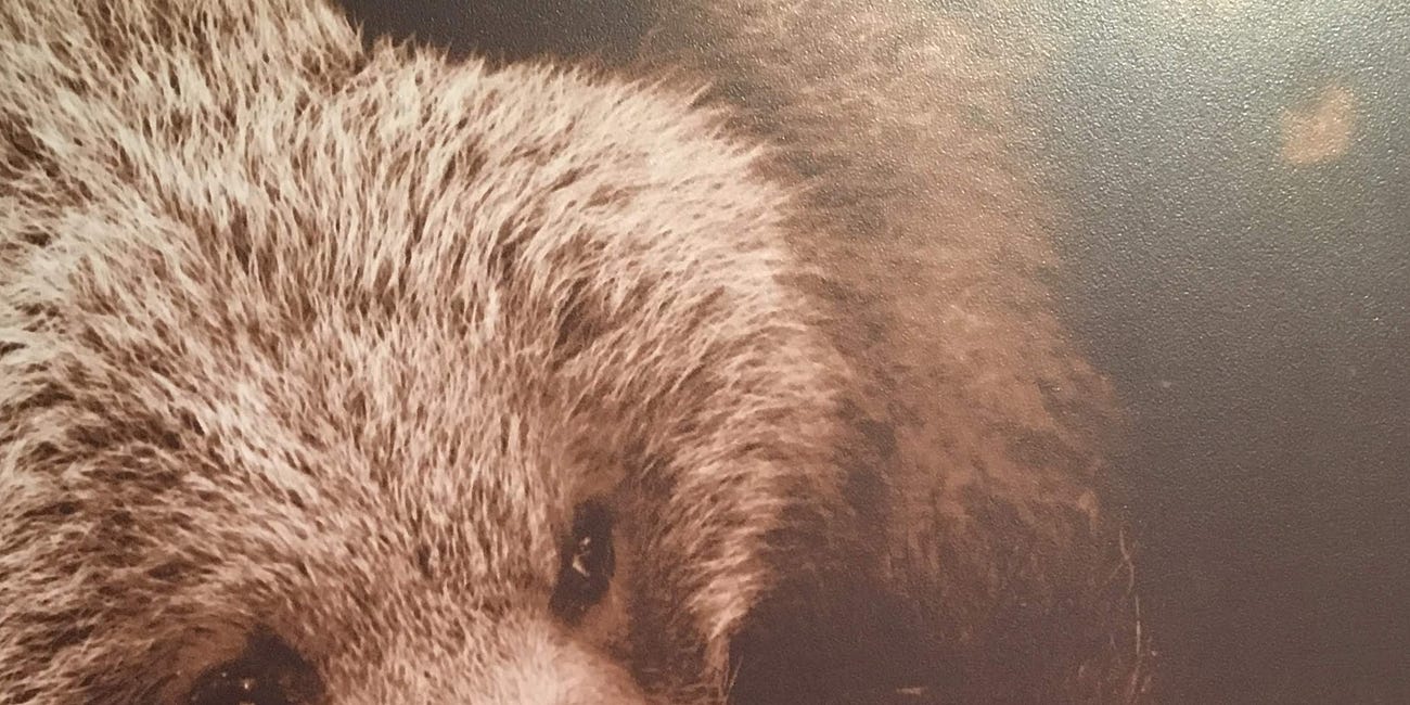 The Woman Who Married a Bear: Mytho-poesis and Wildcrafting Ethics