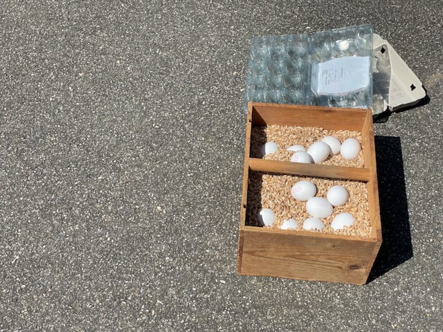 box of grain hulls with eggs
