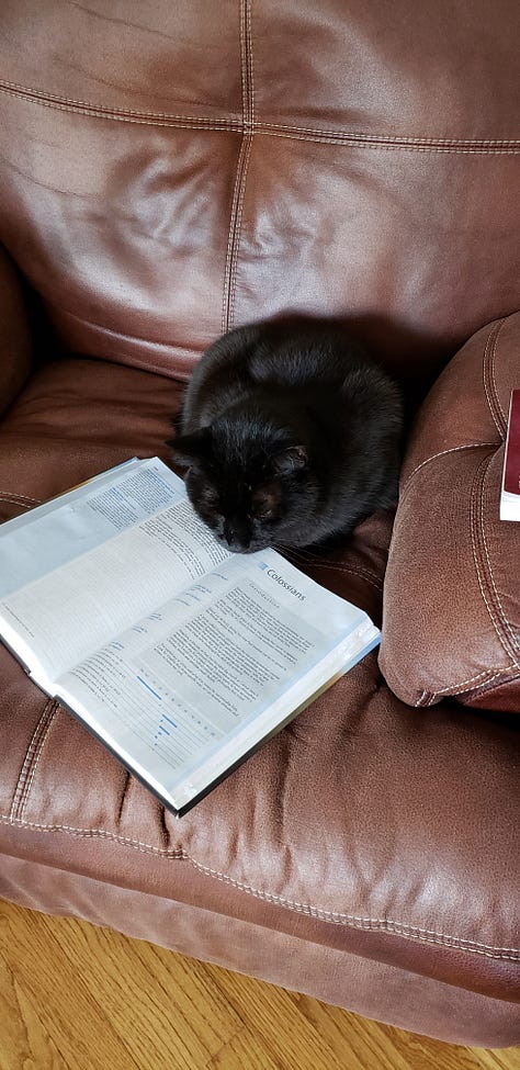 A black cat reads a book, a black cat sits on a desk near a computer, a black cat opens a bathroom door.