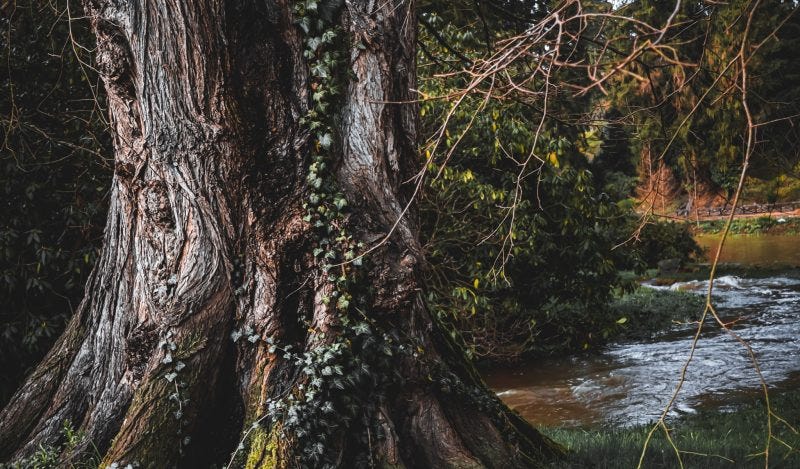 Commitment to Free Speech