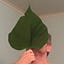 User's avatar