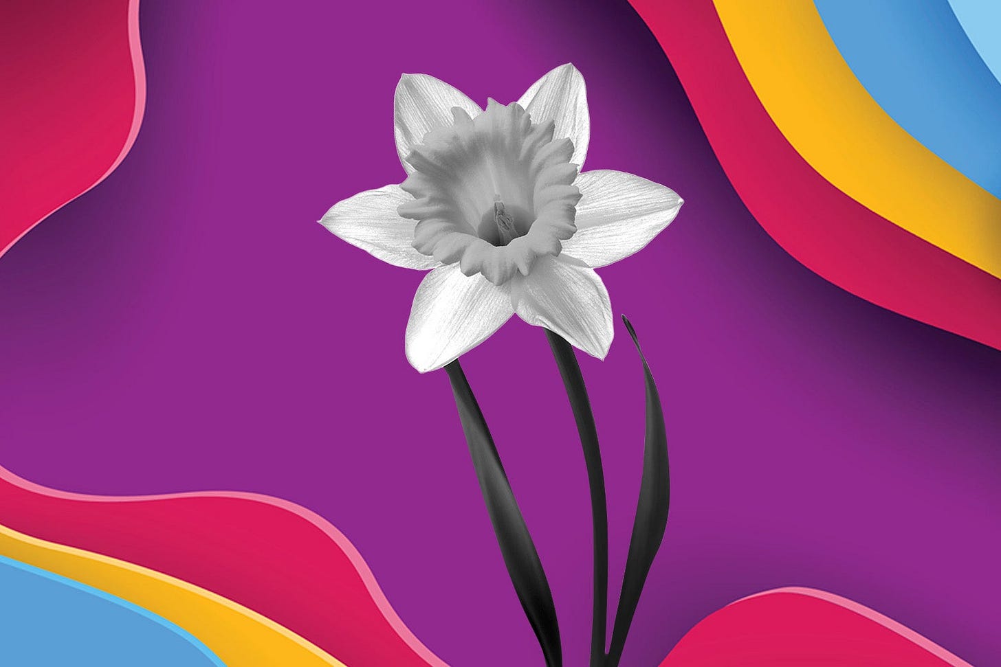 A daffodil against a colorful background.  