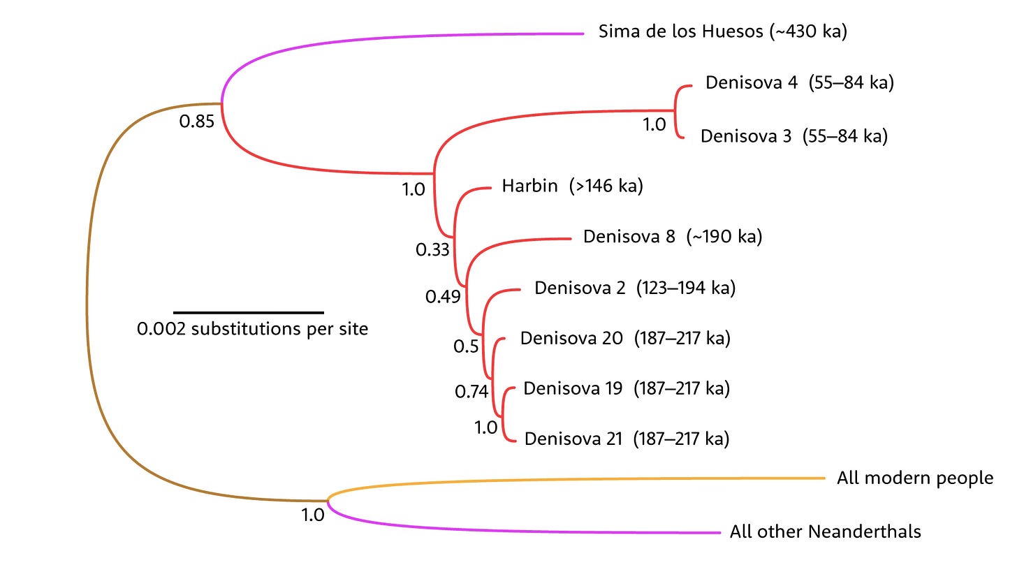 Tree showing connections between mitochondrial DNA sequences, with Harbin within the Denisovan branch Tree showing connections between mitochondrial DNA sequences, with Harbin within the Denisovan branch