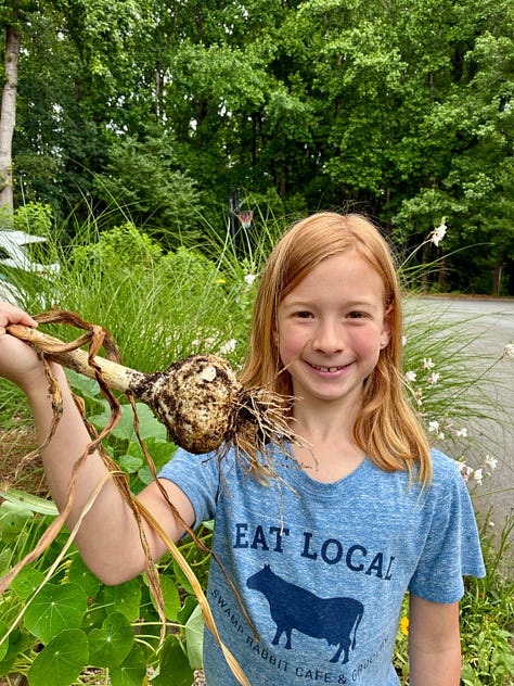 harvesting softneck garlic