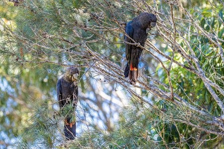 Un cacatoès funèbre d'Australie Un cacatoès funèbre d'Australie