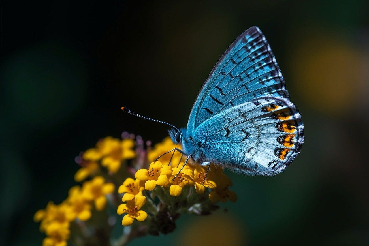 A blue butterfly on a yellow flower