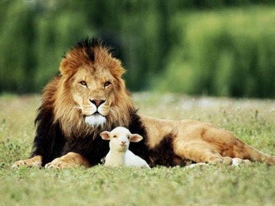 And the lion shall lie down with the lamb…