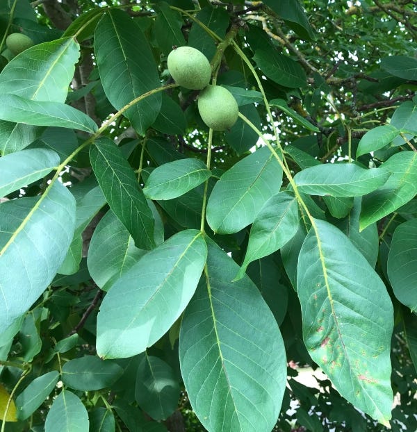 A reddish plump fig and green walnuts with leaves