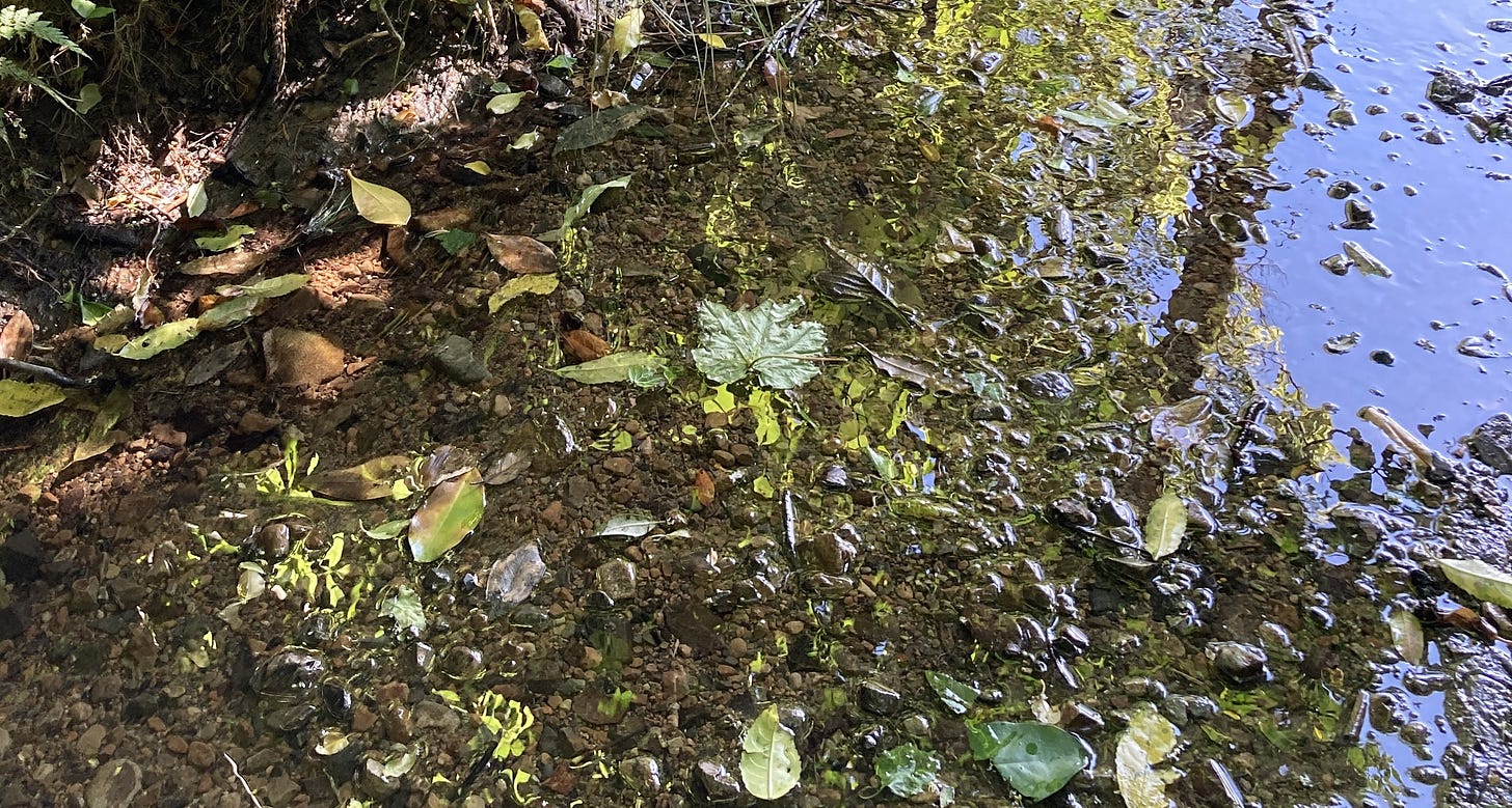 Water from a stream trickling over gravel, leaves in the water and reflections from the sky and trees