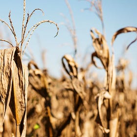 In Focus: How Republican Tariffs are Starving American Food Systems