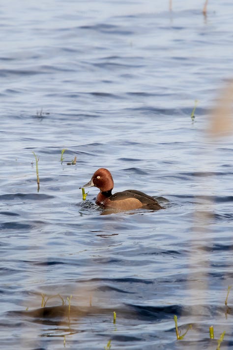 Ferruginous Duck