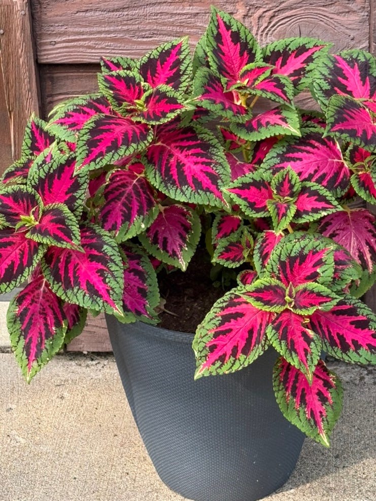 A potted plant with pink and green leaves

AI-generated content may be incorrect.