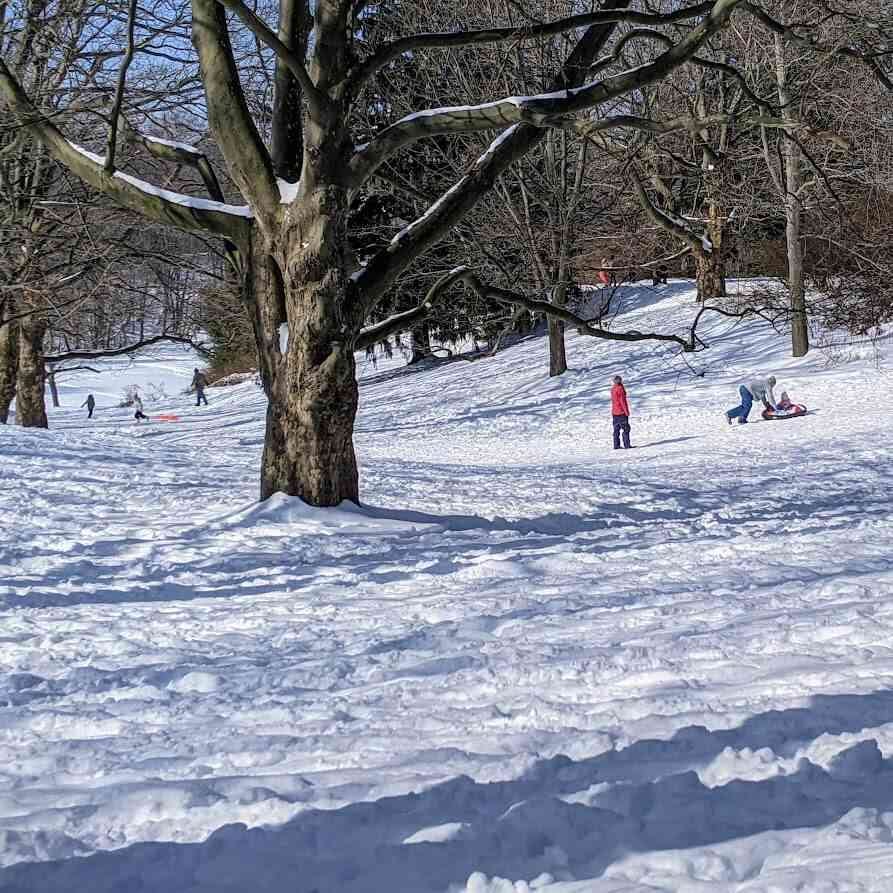 webster park sledding