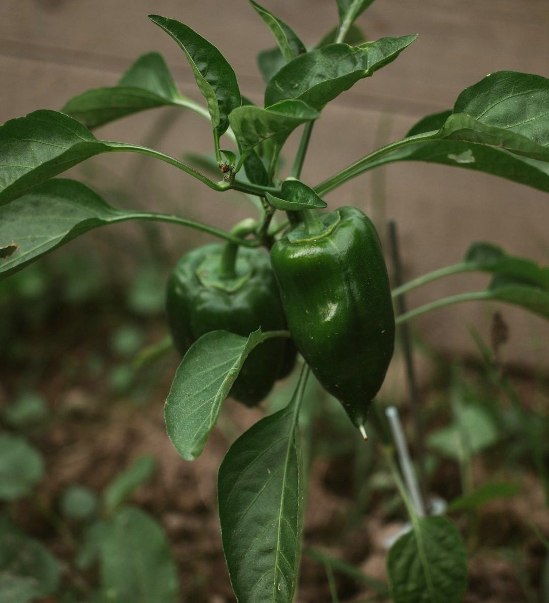 Green bell peppers grow in a garden
