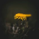 Focusing on Care: Field Notes and a New Season