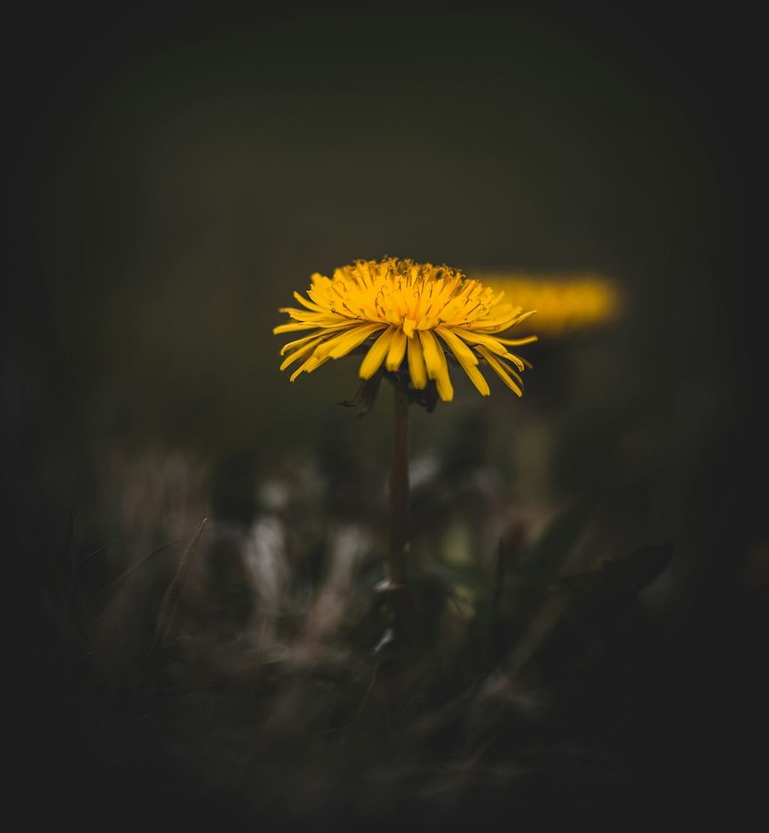 yellow flower in tilt shift lens