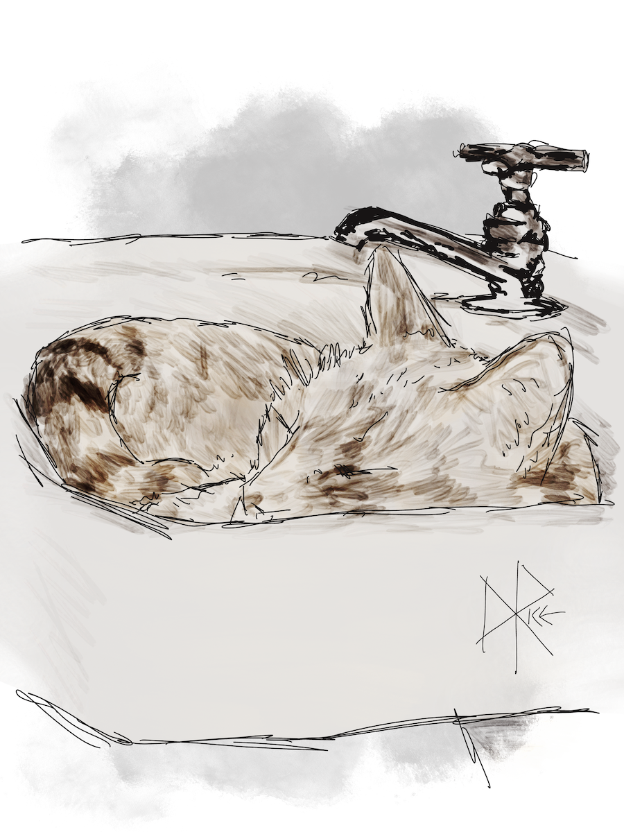 A tabby cat sleeps soundly in the concave depression of an antique hand washing sink. Sketch art by Don Rice. A tabby cat sleeps soundly in the concave depression of an antique hand washing sink. Sketch art by Don Rice.