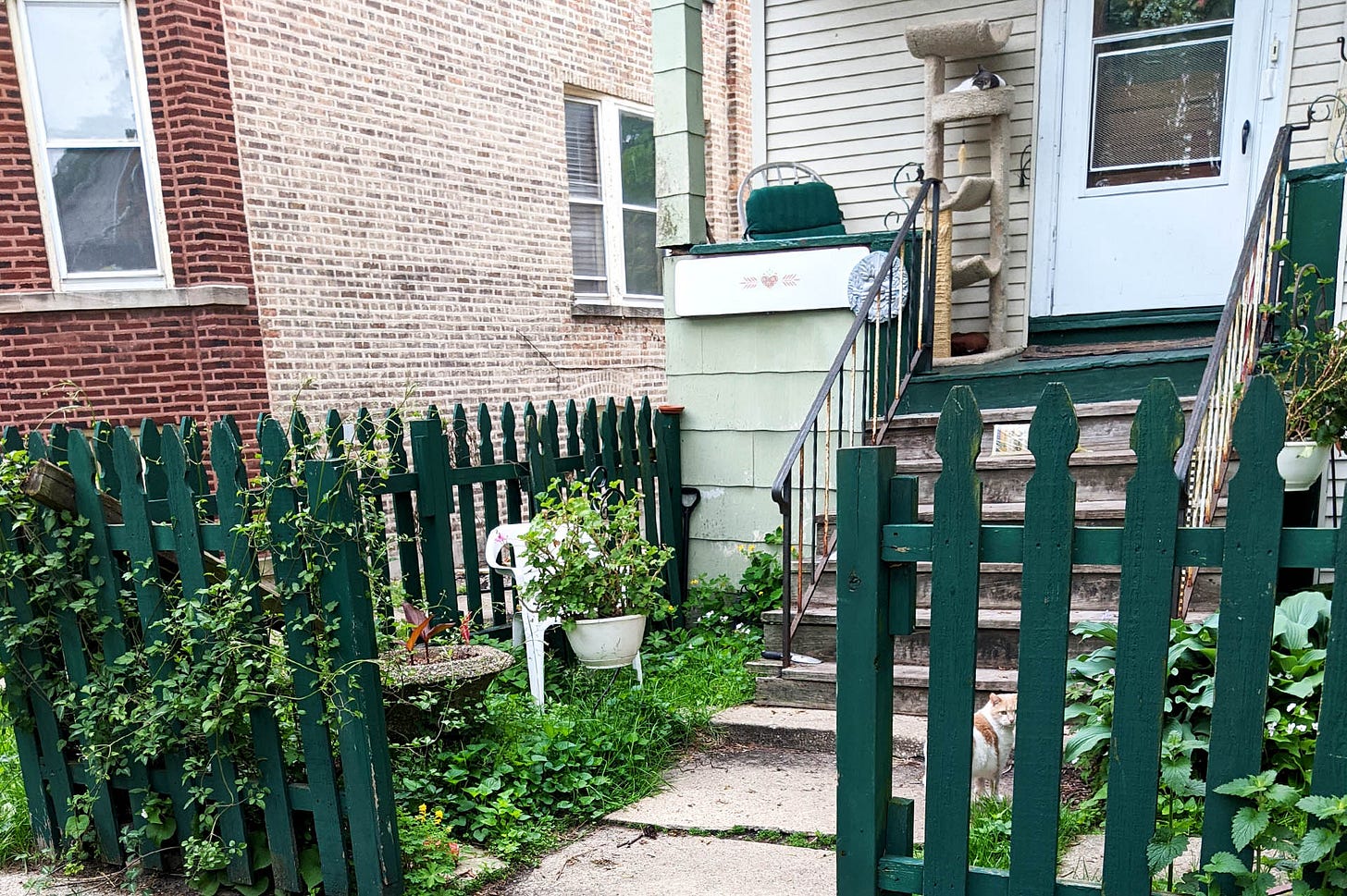 Two cats are hidden in a very busy front yard full of lawn decor