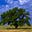 Lone Elm's avatar