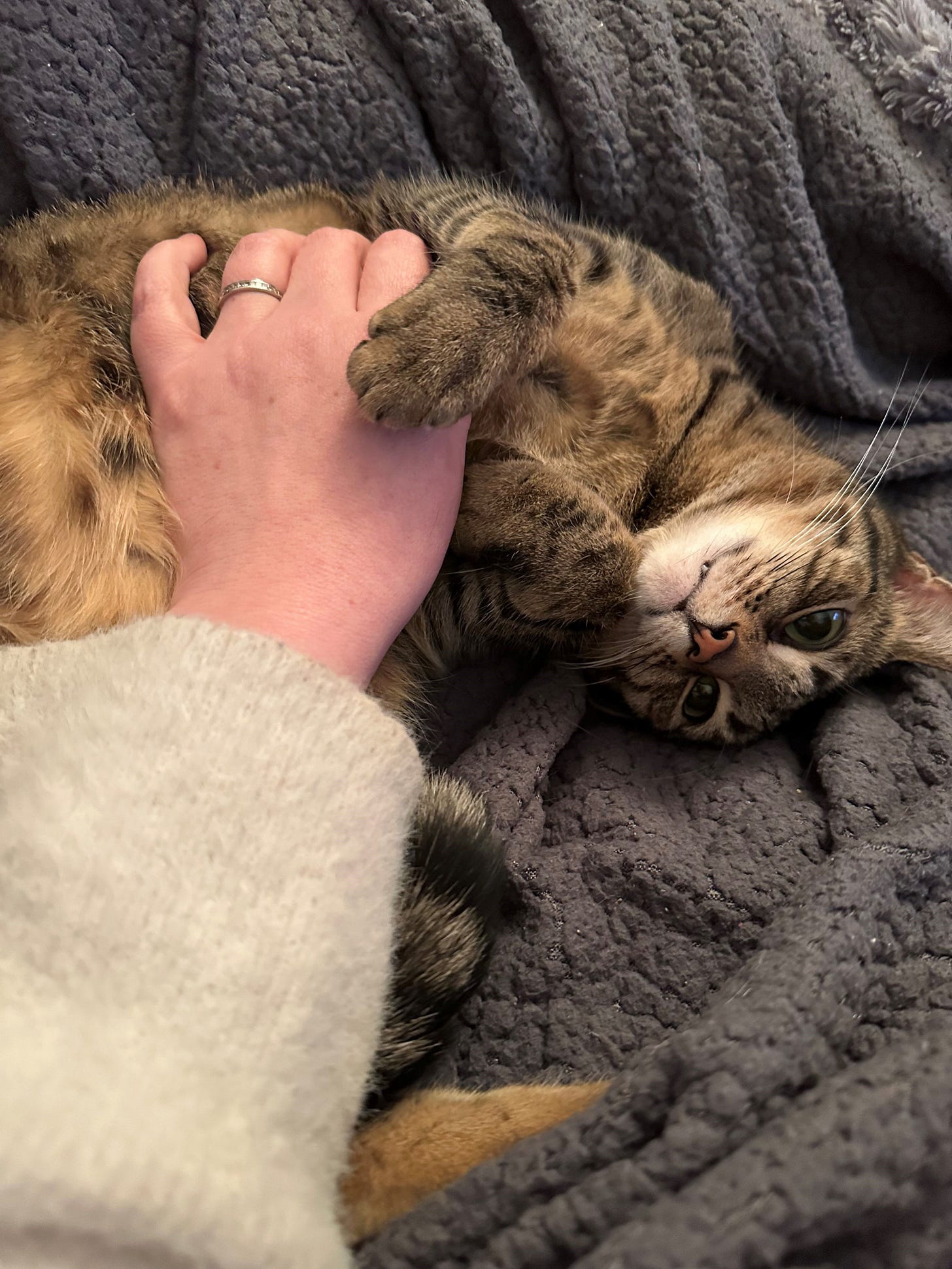 Talula lies on her side atop a grey blanket as a human hand caresses her fur. Her eyes are wide and she looks content, one fang poking out beyond her lip. Talula lies on her side atop a grey blanket as a human hand caresses her fur. Her eyes are wide and she looks content, one fang poking out beyond her lip.