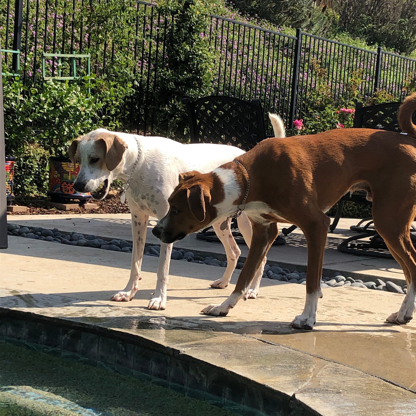 Two big dogs standing looking into a swimming pool. White dog with tam markings and chestnut dog with white markings.