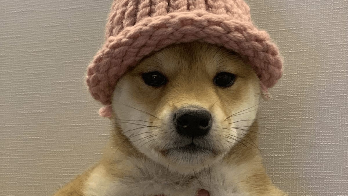 Dogwifhat Price (WIF): Price Index and Live Chart | The Block Dogwifhat Price (WIF): Price Index and Live Chart | The Block