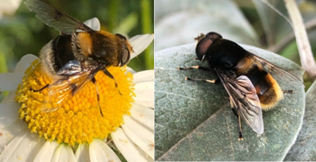 Left: female (eyes separated) Right: male (eyes not separated)