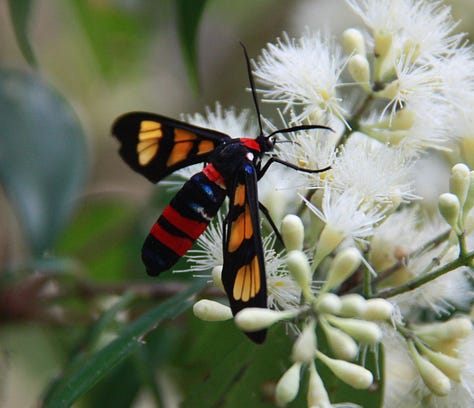From left, two turtles in identical poses on a log, large skink in the undergrowth, a black butterfly with pale blue spots of various size and a moth with a red and black striped body and orange and black wings shaped more like wasp than moth wings